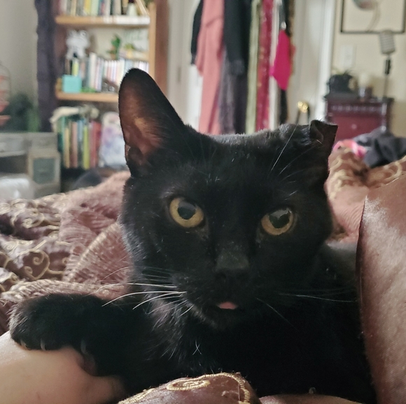 Meet Your Posher - Picture 3 of 6